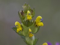 Rhinanthus angustifolius 18, Grote ratelaar, Saxifraga-Luc Hoogenstein : nature, Fryslan, Wadden Sea, Wadden, natuur, Frysia, Friesland, Waddenzee