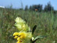 Rhinanthus angustifolius 20, Grote ratelaar, Saxifraga-Jeroen Willemsen