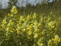 Rhinanthus angustifolius 21, Grote ratelaar, Saxifraga-Jan van der Straaten