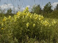 Rhinanthus angustifolius 23, Grote ratelaar, Saxifraga-Jan van der Straaten