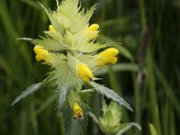 Rhinanthus angustifolius 24, Grote ratelaar, Saxifraga-Peter Meininger