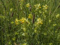 Rhinanthus angustifolius 25, Grote ratelaar, Saxifraga-Jan van der Straaten