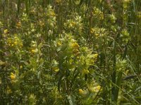 Rhinanthus angustifolius 28, Grote ratelaar, Saxifraga-Jan van der Straaten