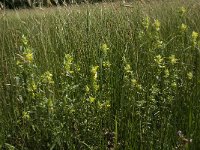 Rhinanthus angustifolius 31, Grote ratelaar, Saxifraga-Jan van der Straaten