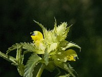 Rhinanthus angustifolius 32, Grote ratelaar, Saxifraga-Jan van der Straaten