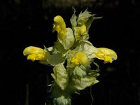 Rhinanthus angustifolius 33, Grote ratelaar, Saxifraga-Jan van der Straaten