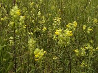 Rhinanthus angustifolius 35, Grote ratelaar, Saxifraga-Jan van der Straaten