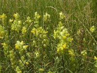 Rhinanthus angustifolius 37, Grote ratelaar, Saxifraga-Jan van der Straaten