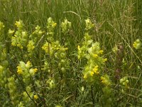 Rhinanthus angustifolius 38, Grote ratelaar, Saxifraga-Jan van der Straaten