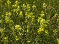 Rhinanthus angustifolius 39, Grote ratelaar, Saxifraga-Jan van der Straaten