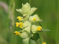 Rhinanthus angustifolius 40, Grote ratelaar, Saxifraga-Bart Vastenhouw