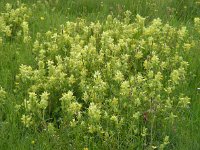 Rhinanthus angustifolius 55, Grote ratelaar, Saxifraga-Ed Stikvoort