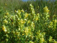 Rhinanthus angustifolius 56, Grote ratelaar, Saxifraga-Ed Stikvoort