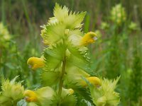 Rhinanthus angustifolius 57, Grote ratelaar, Saxifraga-Ed Stikvoort