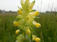 Rhinanthus angustifolius 59, Grote ratelaar, Saxifraga-Ed Stikvoort