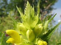 Rhinanthus angustifolius 6, Grote ratelaar, Saxifraga-Rutger Barendse