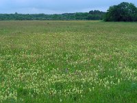 Rhinanthus angustifolius 60, Grote ratelaar, Saxifraga-Ed Stikvoort