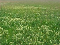 Rhinanthus angustifolius 62, Grote ratelaar, Saxifraga-Ed Stikvoort