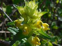 Rhinanthus angustifolius 63, Grote ratelaar, Saxifraga-Ed Stikvoort