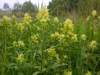 Rhinanthus angustifolius 64, Grote ratelaar, Saxifraga-Ed Stikvoort