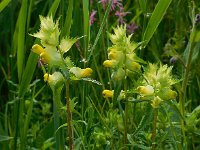 Rhinanthus angustifolius 65, Grote ratelaar, Saxifraga-Ed Stikvoort