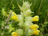 Rhinanthus angustifolius 68, Grote ratelaar, Saxifraga-Rutger Barendse