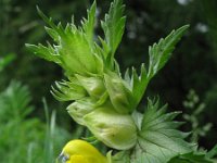 Rhinanthus angustifolius 7, Grote ratelaar, Saxifraga-Rutger Barendse