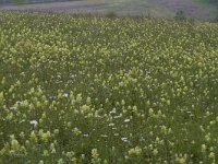 Rhinanthus angustifolius 75, Grote ratelaar, Saxifraga-Jan Nijendijk