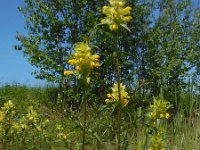 Rhinanthus angustifolius 76, Grote ratelaar, Saxifraga-Ed Stikvoort