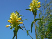 Rhinanthus angustifolius 77, Grote ratelaar, Saxifraga-Ed Stikvoort