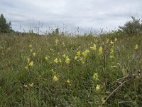 Rhinanthus angustifolius 83, Grote ratelaar, Saxifraga-Willem van Kruijsbergen