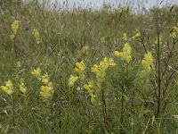 Rhinanthus angustifolius 84, Grote ratelaar, Saxifraga-Willem van Kruijsbergen