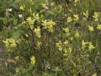 Rhinanthus angustifolius 85, Grote ratelaar, Saxifraga-Willem van Kruijsbergen