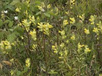 Rhinanthus angustifolius 86, Grote ratelaar, Saxifraga-Willem van Kruijsbergen