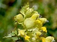 Rhinanthus glacialis 11, Saxifraga-Sonja Bouwman  Aristate yellow-rattle - Rhinanthus glacialis - Orobanchaceae familie