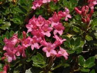 Rhododendron hirsutum 18, Saxifraga-Harry Jans