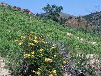 Rhododendron lutea, Common Yellow Azalea