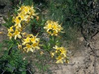 Rhododendron luteum 5, Saxifraga-Jan van der Straaten