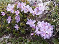 Rhodothamnus chamaecistus 28, Saxifraga-Luuk Vermeer