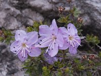 Rhodothamnus chamaecistus 29, Saxifraga-Luuk Vermeer