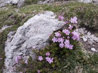 Rhodothamnus chamaecistus 32, Saxifraga-Luuk Vermeer