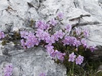 Rhodothamnus chamaecistus 33, Saxifraga-Luuk Vermeer