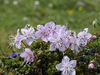 Rhodothamnus chamaecistus 53, Saxifraga-Luuk Vermeer