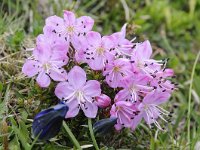 Rhodothamnus chamaecistus 55, Saxifraga-Luuk Vermeer