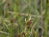 Rhynchospora fusca 41, Bruine snavelbies, Saxifraga-Willem van Kruijsbergen