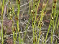 Rhynchospora fusca 42, Bruine snavelbies, Saxifraga-Willem van Kruijsbergen