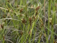 Rhynchospora fusca 44, Bruine snavelbies, Saxifraga-Willem van Kruijsbergen