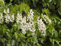 Robinia pseudoacacia 24, Robinia, Saxifraga-Jan Nijendijk