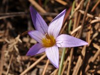 Romulea bulbocodium 34, Saxifraga-Harry Jans