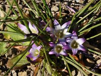 Romulea bulbocodium 36, Saxifraga-Harry Jans